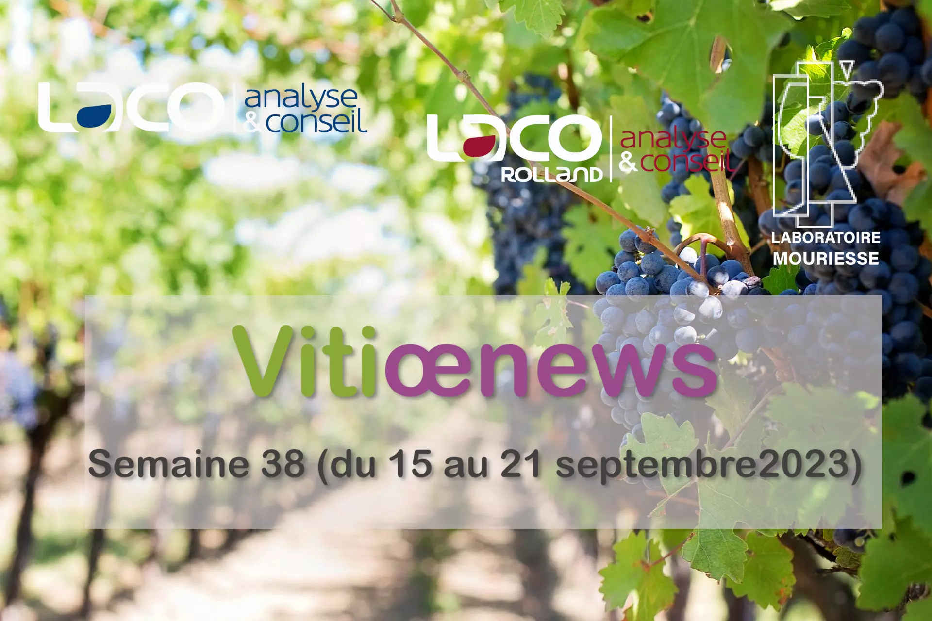 Vitiœnews de la semaine 38