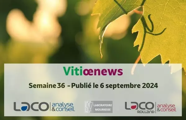 Vitioenews semaine 36