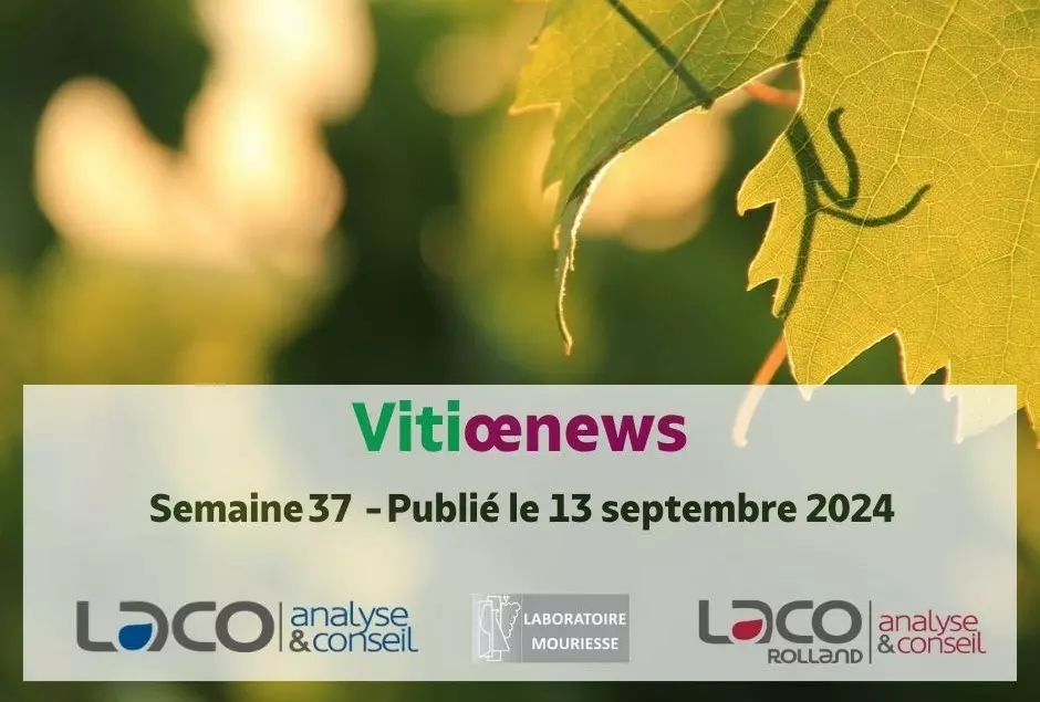 Vitioenews semaine 37- 2024