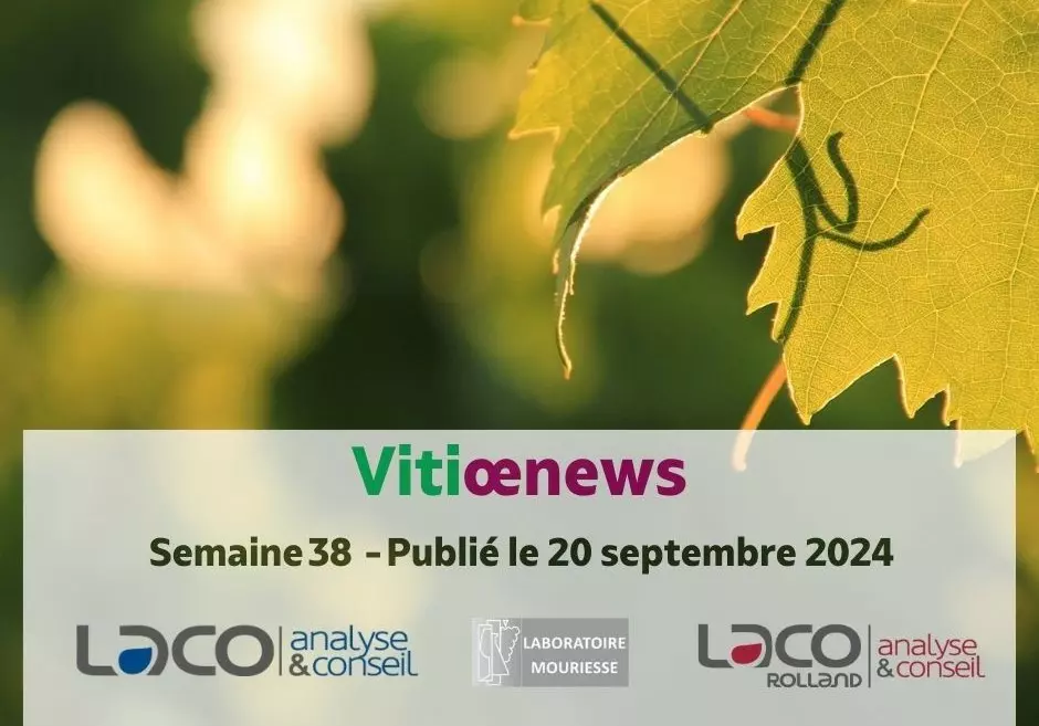 Vitiœnews - Semaine 38 - 2024