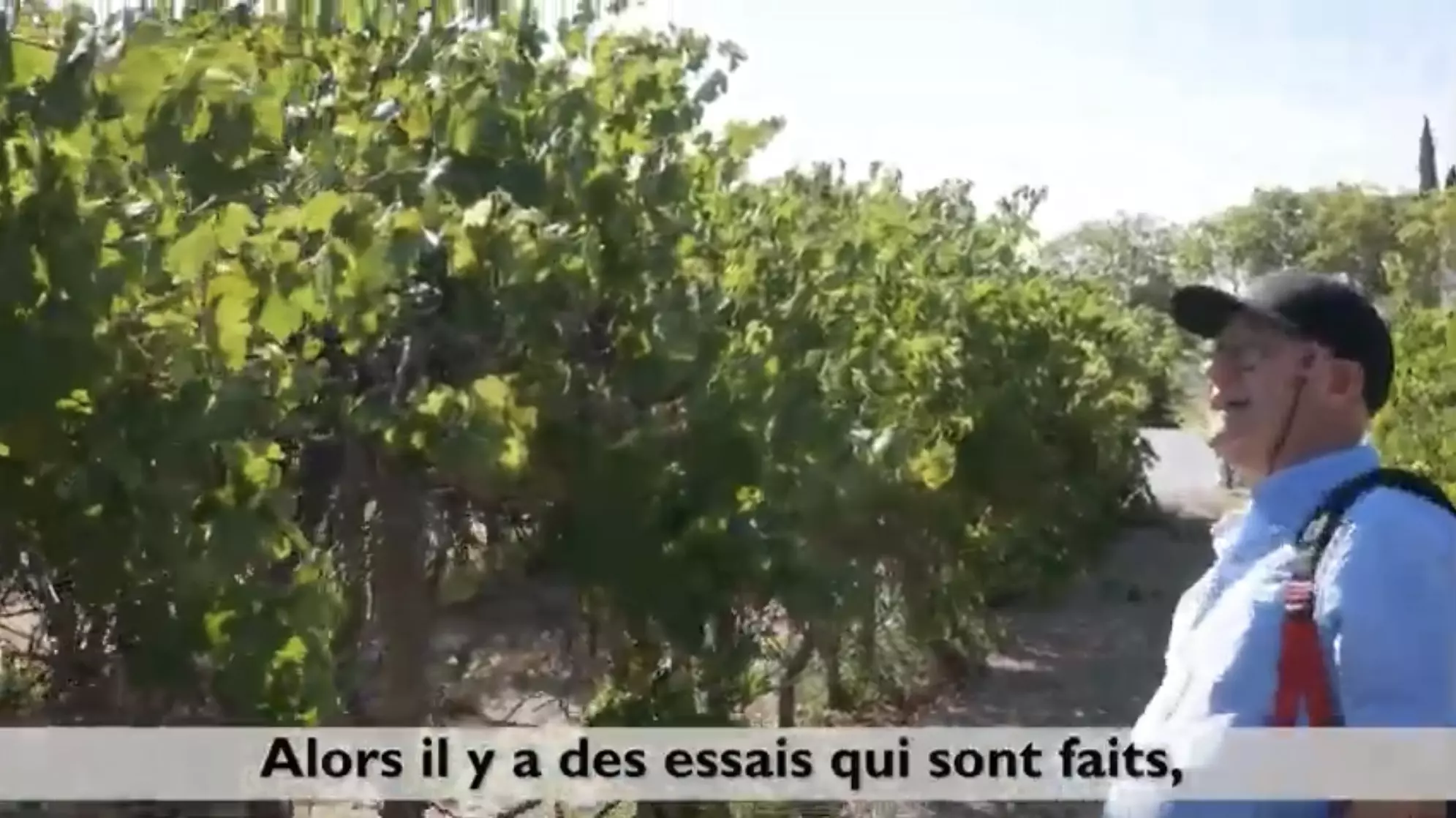 Comment aider la vigne à faire face aux stress hydrique et thermique ?