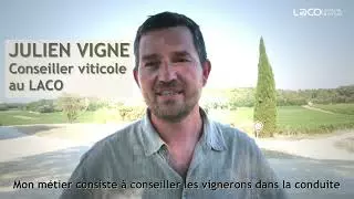 Nouveau service : le conseil viticole