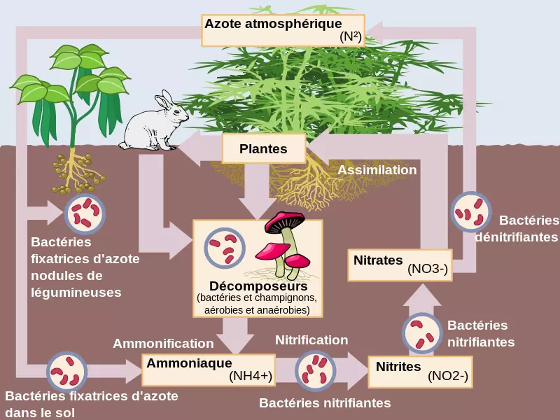 cycle azote