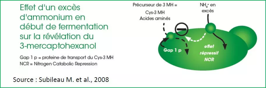 ammonium