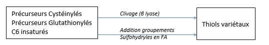 Thiols varietaux